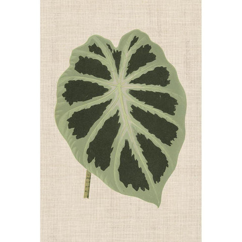 Leaves on Linen II White Modern Wood Framed Art Print by Unknown
