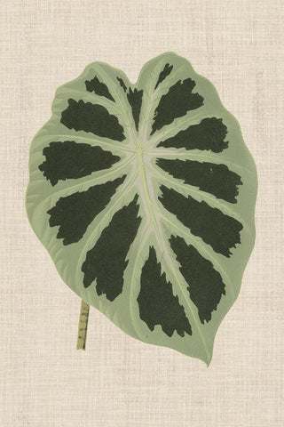 Leaves on Linen II White Modern Wood Framed Art Print with Double Matting by Unknown