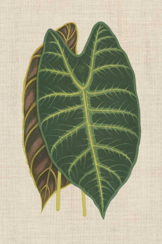 Leaves on Linen III Black Ornate Wood Framed Art Print with Double Matting by Unknown