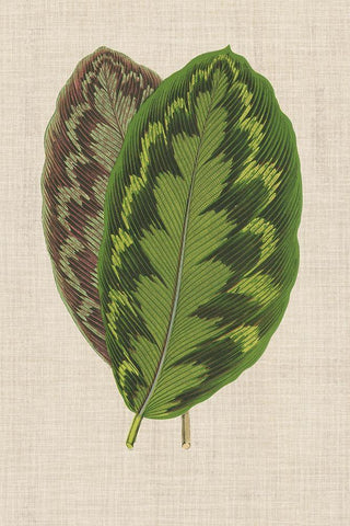 Leaves on Linen IV Black Ornate Wood Framed Art Print with Double Matting by Unknown