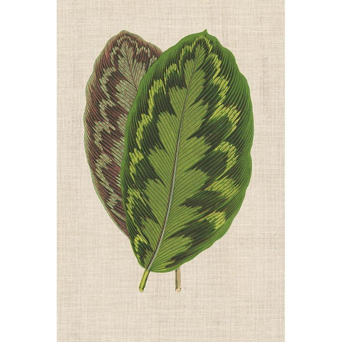 Leaves on Linen IV White Modern Wood Framed Art Print by Unknown