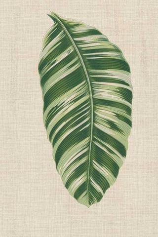 Leaves on Linen VI Black Ornate Wood Framed Art Print with Double Matting by Unknown