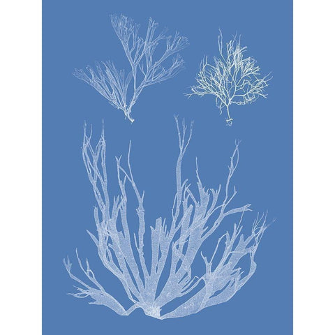 Seaweed Cyanotype I Gold Ornate Wood Framed Art Print with Double Matting by Vision Studio