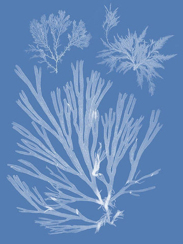 Seaweed Cyanotype II White Modern Wood Framed Art Print with Double Matting by Vision Studio