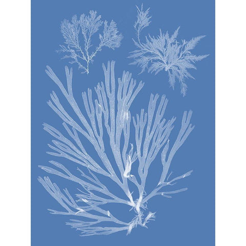 Seaweed Cyanotype II White Modern Wood Framed Art Print by Vision Studio