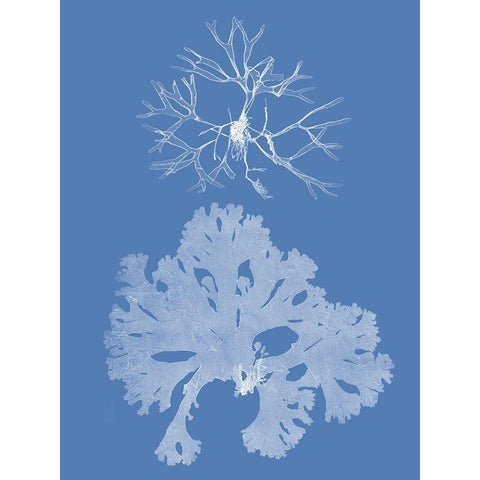 Seaweed Cyanotype III Gold Ornate Wood Framed Art Print with Double Matting by Vision Studio