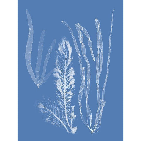 Seaweed Cyanotype IV Gold Ornate Wood Framed Art Print with Double Matting by Vision Studio