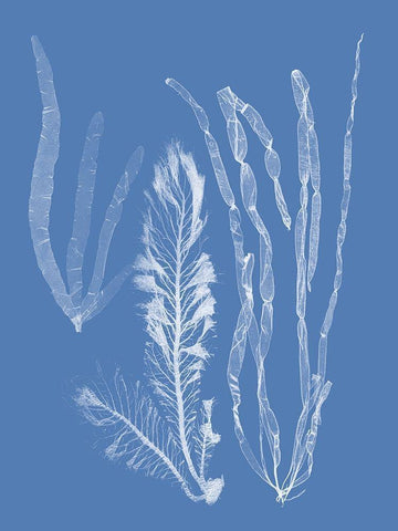 Seaweed Cyanotype IV Black Ornate Wood Framed Art Print with Double Matting by Vision Studio