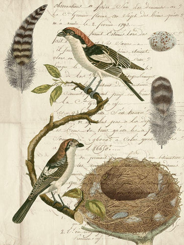 Avian Journal I Black Ornate Wood Framed Art Print with Double Matting by Vision Studio