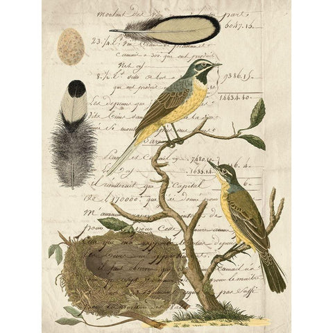 Avian Journal II Gold Ornate Wood Framed Art Print with Double Matting by Vision Studio