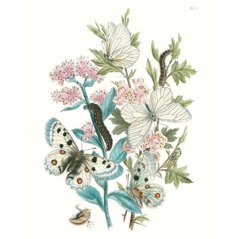 British Butterflies III Gold Ornate Wood Framed Art Print with Double Matting by Unknown