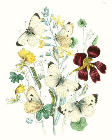 British Butterflies IV Black Ornate Wood Framed Art Print with Double Matting by Unknown