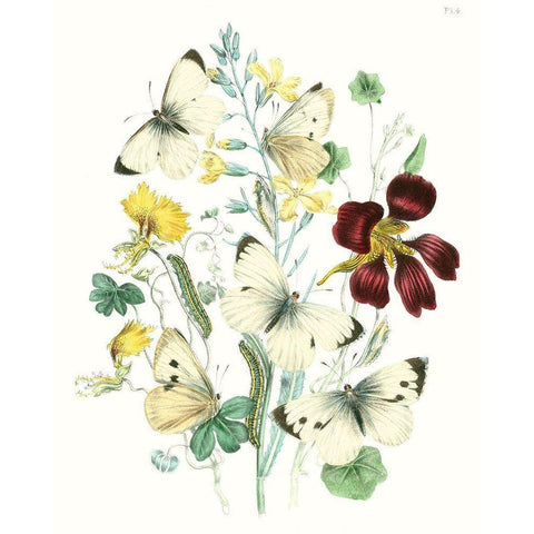 British Butterflies IV White Modern Wood Framed Art Print by Unknown