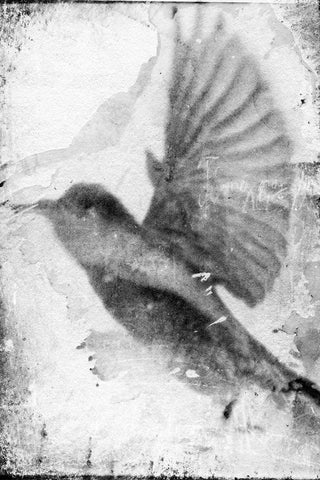 B and W Flight II Black Ornate Wood Framed Art Print with Double Matting by Blixt, Ingrid