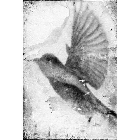 B and W Flight II Black Modern Wood Framed Art Print by Blixt, Ingrid