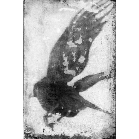 B and W Flight IV White Modern Wood Framed Art Print by Blixt, Ingrid