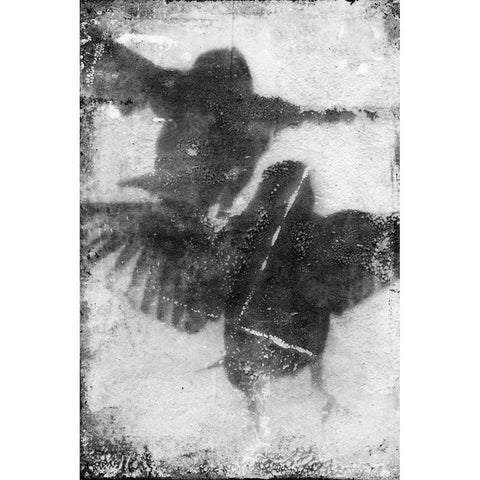 B and W Flight VII Gold Ornate Wood Framed Art Print with Double Matting by Blixt, Ingrid