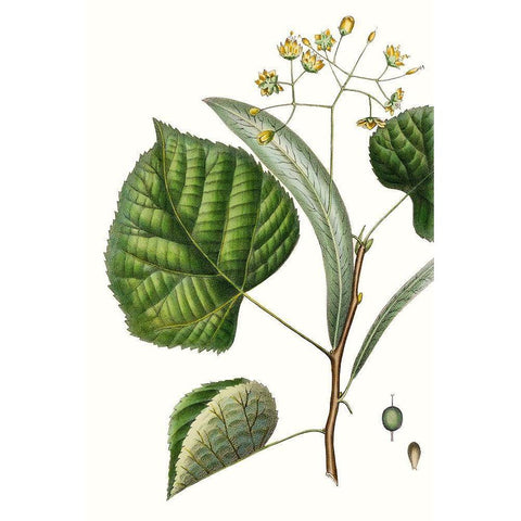 Foliage and Blooms I Gold Ornate Wood Framed Art Print with Double Matting by Nuttall, Thomas