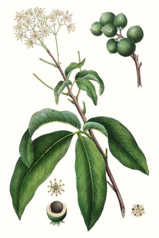 Foliage and Blooms II White Modern Wood Framed Art Print with Double Matting by Nuttall, Thomas