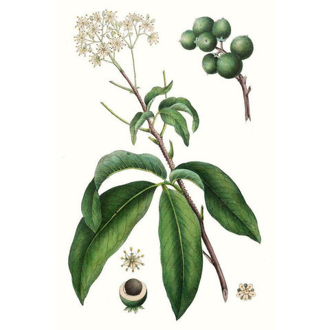 Foliage and Blooms II Black Modern Wood Framed Art Print by Nuttall, Thomas