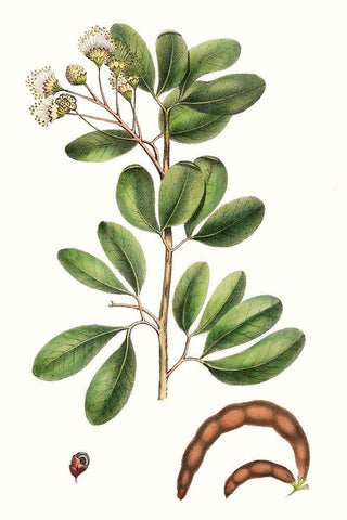 Foliage and Blooms III White Modern Wood Framed Art Print with Double Matting by Nuttall, Thomas