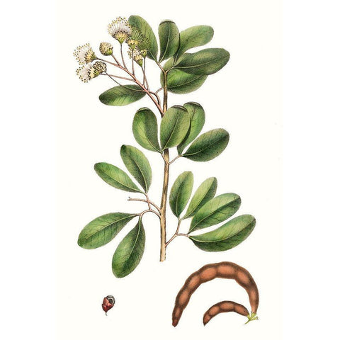 Foliage and Blooms III White Modern Wood Framed Art Print by Nuttall, Thomas