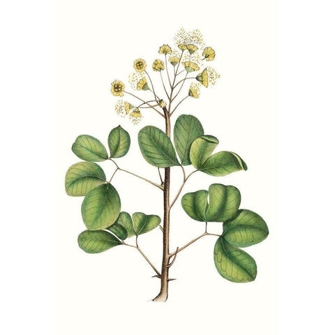 Foliage and Blooms IV Black Modern Wood Framed Art Print with Double Matting by Nuttall, Thomas