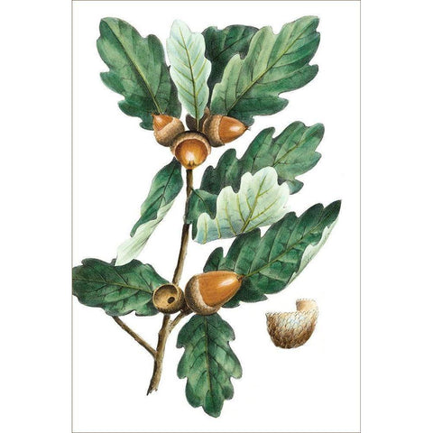 Douglas Oak Black Modern Wood Framed Art Print with Double Matting by Nuttall, Thomas