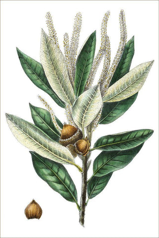 Dense Flowered Oak White Modern Wood Framed Art Print with Double Matting by Nuttall, Thomas