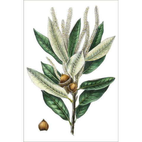 Dense Flowered Oak Gold Ornate Wood Framed Art Print with Double Matting by Nuttall, Thomas