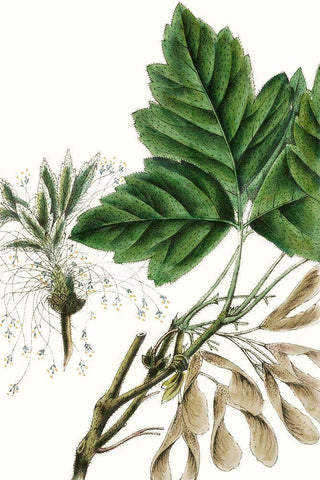 California Box Elder White Modern Wood Framed Art Print with Double Matting by Nuttall, Thomas