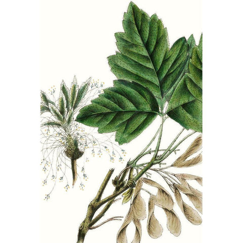 California Box Elder Black Modern Wood Framed Art Print by Nuttall, Thomas