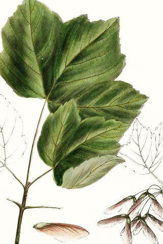 Drummonds Maple Black Ornate Wood Framed Art Print with Double Matting by Nuttall, Thomas