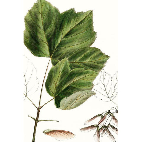 Drummonds Maple White Modern Wood Framed Art Print by Nuttall, Thomas