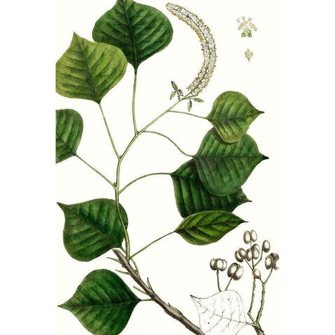 Tallow Tree Black Modern Wood Framed Art Print by Nuttall, Thomas