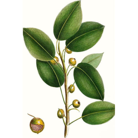 Cherry Fig Tree White Modern Wood Framed Art Print by Nuttall, Thomas