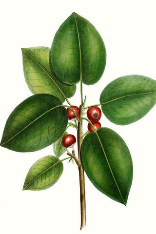 Short leaved Fig Tree White Modern Wood Framed Art Print with Double Matting by Nuttall, Thomas