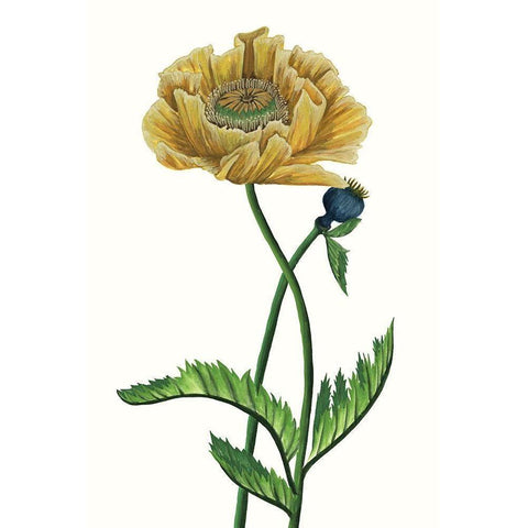 Poppy Flower I Gold Ornate Wood Framed Art Print with Double Matting by Wang, Melissa
