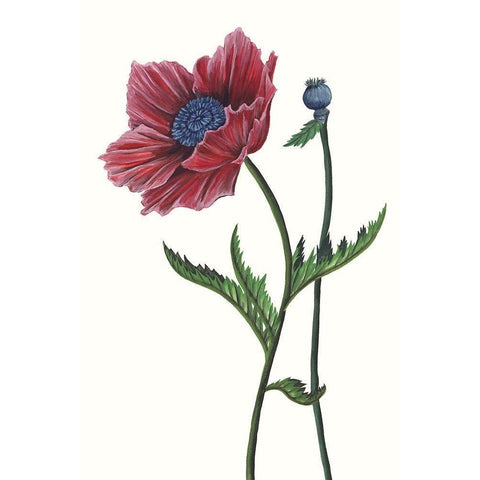 Poppy Flower II Black Modern Wood Framed Art Print with Double Matting by Wang, Melissa