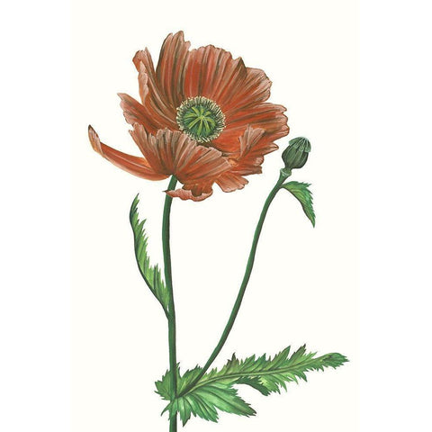 Poppy Flower III White Modern Wood Framed Art Print by Wang, Melissa