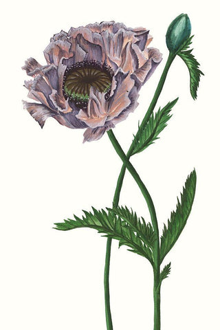 Poppy Flower IV Black Ornate Wood Framed Art Print with Double Matting by Wang, Melissa