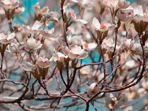 Dogwood Spring I White Modern Wood Framed Art Print with Double Matting by Chandler, Sharon