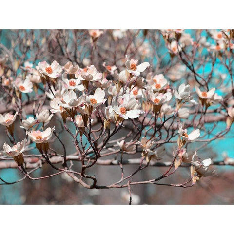 Dogwood Spring II Gold Ornate Wood Framed Art Print with Double Matting by Chandler, Sharon