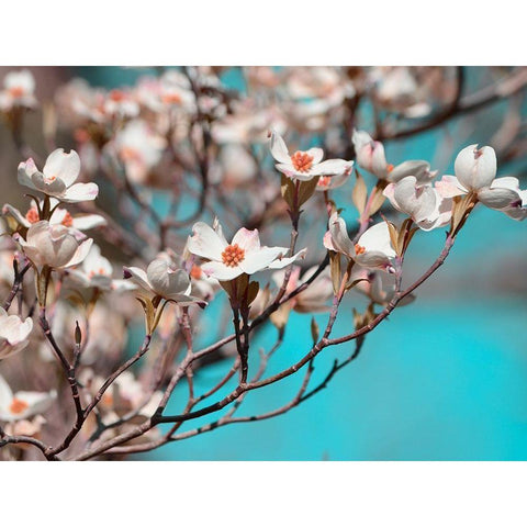 Dogwood Spring III Black Modern Wood Framed Art Print with Double Matting by Chandler, Sharon