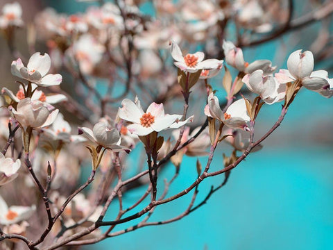 Dogwood Spring III White Modern Wood Framed Art Print with Double Matting by Chandler, Sharon