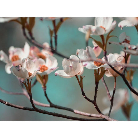 Dogwood Spring IV Gold Ornate Wood Framed Art Print with Double Matting by Chandler, Sharon