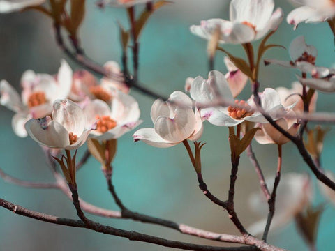 Dogwood Spring IV White Modern Wood Framed Art Print with Double Matting by Chandler, Sharon