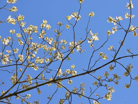 Petals and Sky I White Modern Wood Framed Art Print with Double Matting by Chandler, Sharon