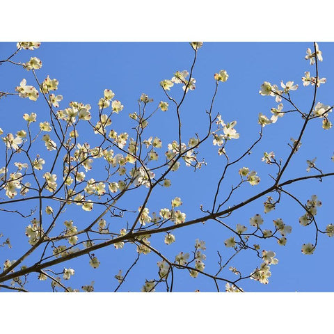 Petals and Sky I Black Modern Wood Framed Art Print by Chandler, Sharon