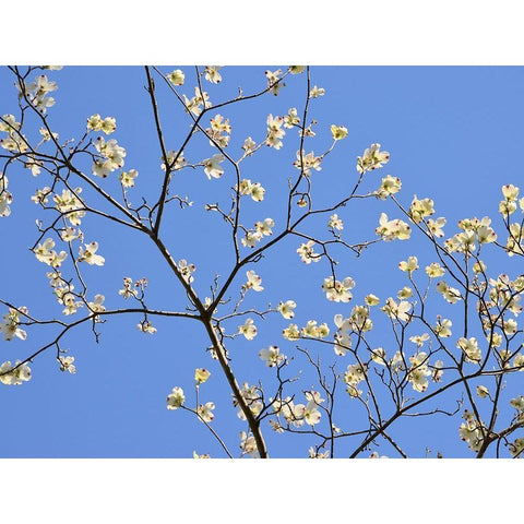 Petals and Sky II Black Modern Wood Framed Art Print with Double Matting by Chandler, Sharon